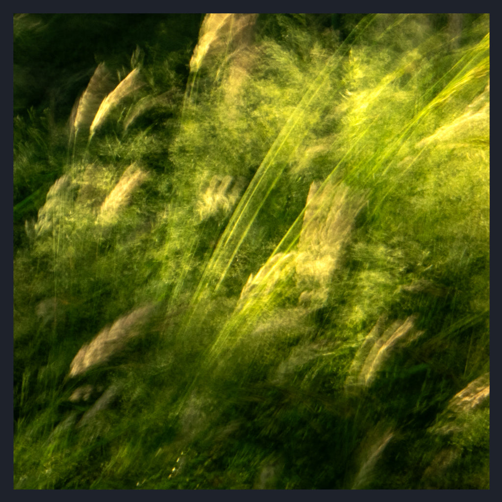 Abstract photographic print of tall grasses in motion, featuring vibrant green and yellow-green tones with soft, blurred stalks, framed by a dark border.