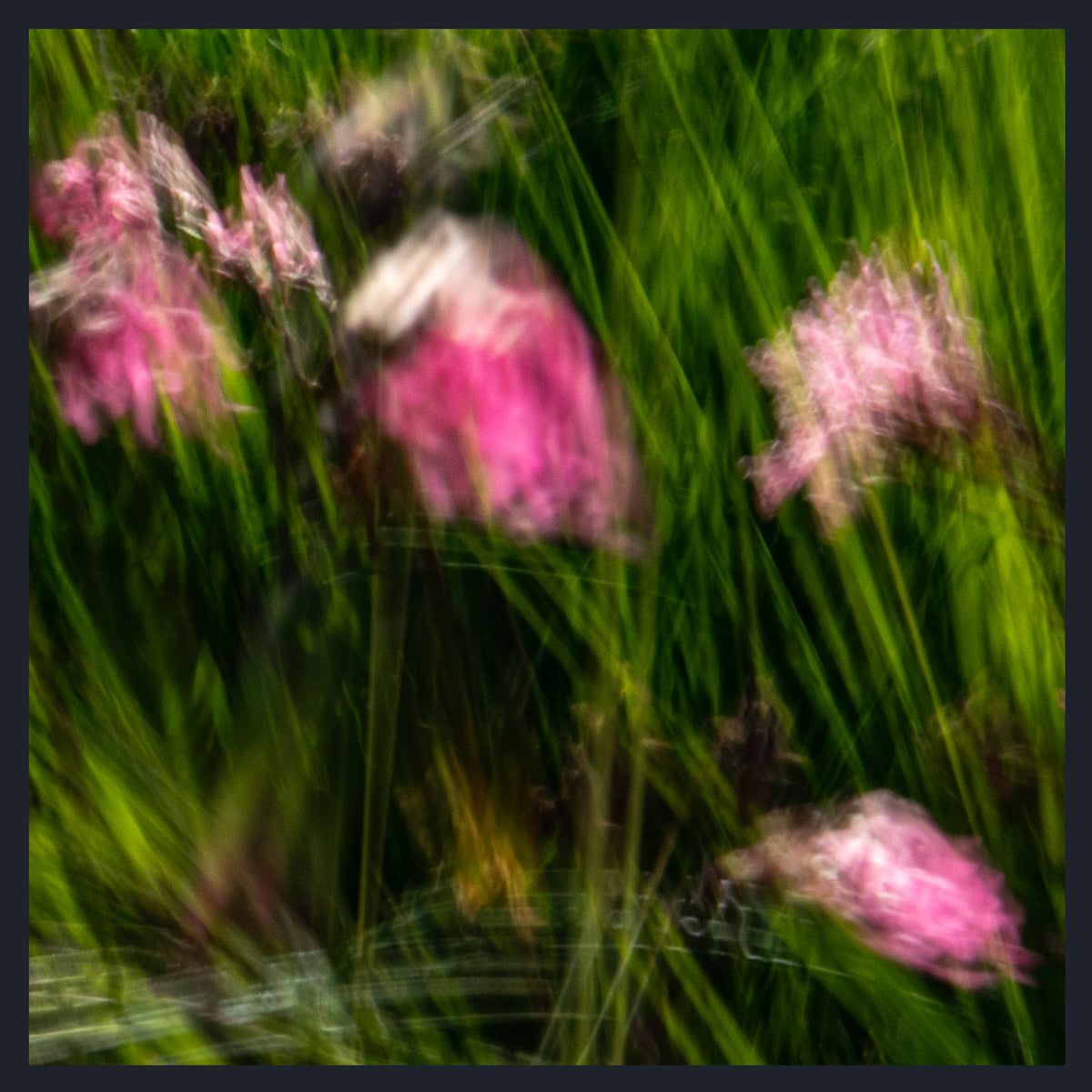 A square art print or photograph depicting pink wildflowers in motion within tall green grass, featuring a deliberate motion-blur style with a dark border.