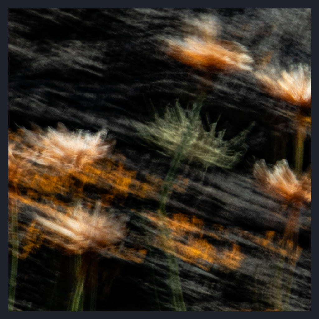 Abstract photographic print of blurred wildflowers with orange and cream blossoms, seaside flowers, blowing in the wind against a dark textured background, framed by a thin dark border.