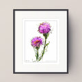 CREEPING THISTLE (Cirsium arvense)