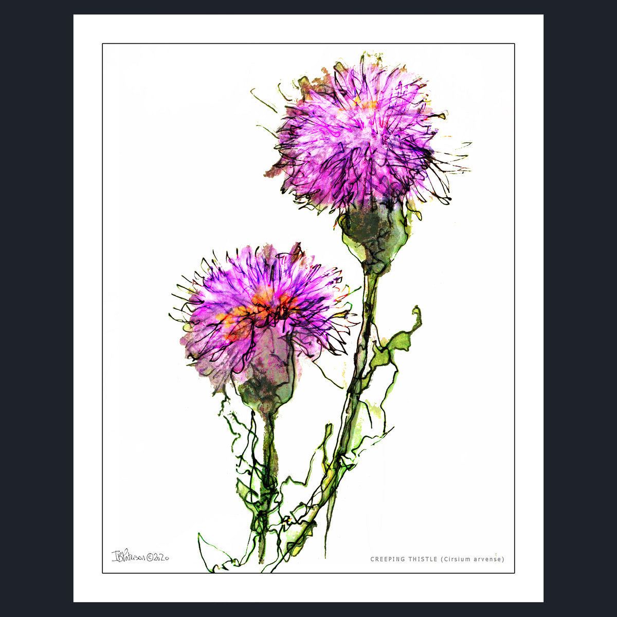 CREEPING THISTLE (Cirsium arvense)