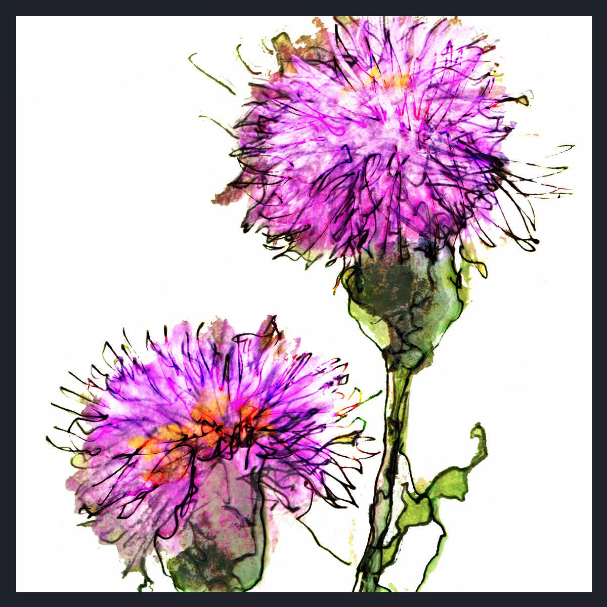 Watercolour-style floral artwork showing two purple-pink Creeping Thistle (Cirsium arvense) flowers with green stems on a white background, framed by a dark border.