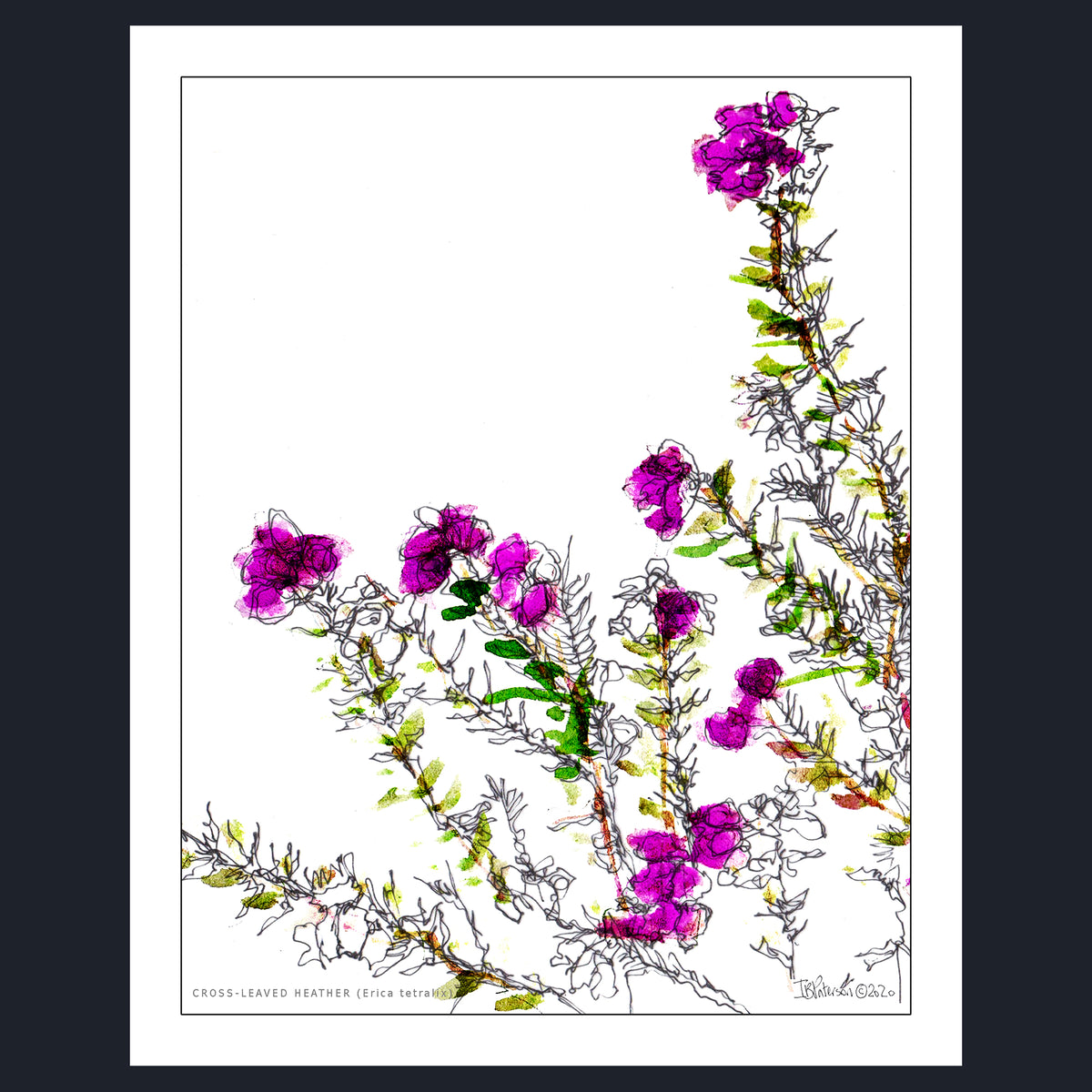 CROSS-LEAVED HEATHER (Erica tetralix)