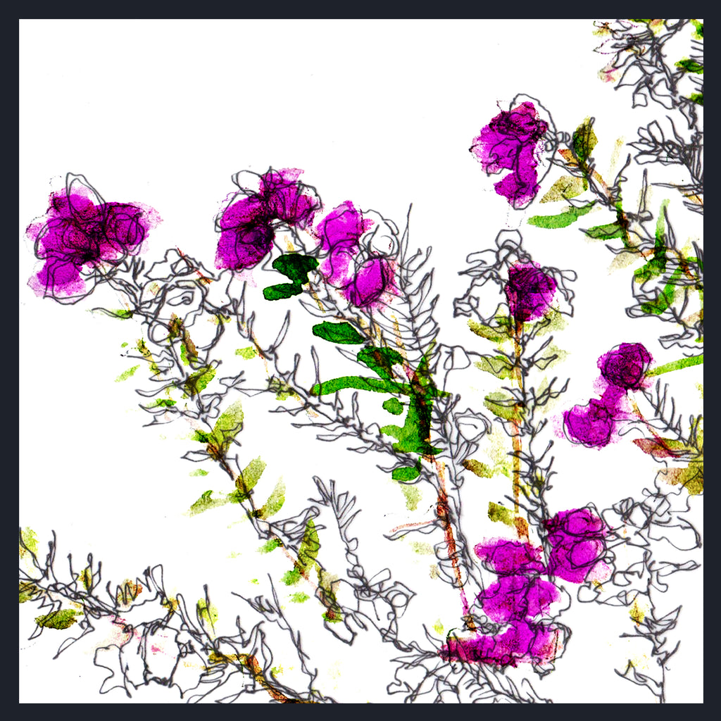 Abstract floral artwork showing Cross-Leaved Heather (Erica tetralix) clusters of bright magenta-purple flowers with green leaves and fine black sketch-like stems on a white background, framed by a dark border.