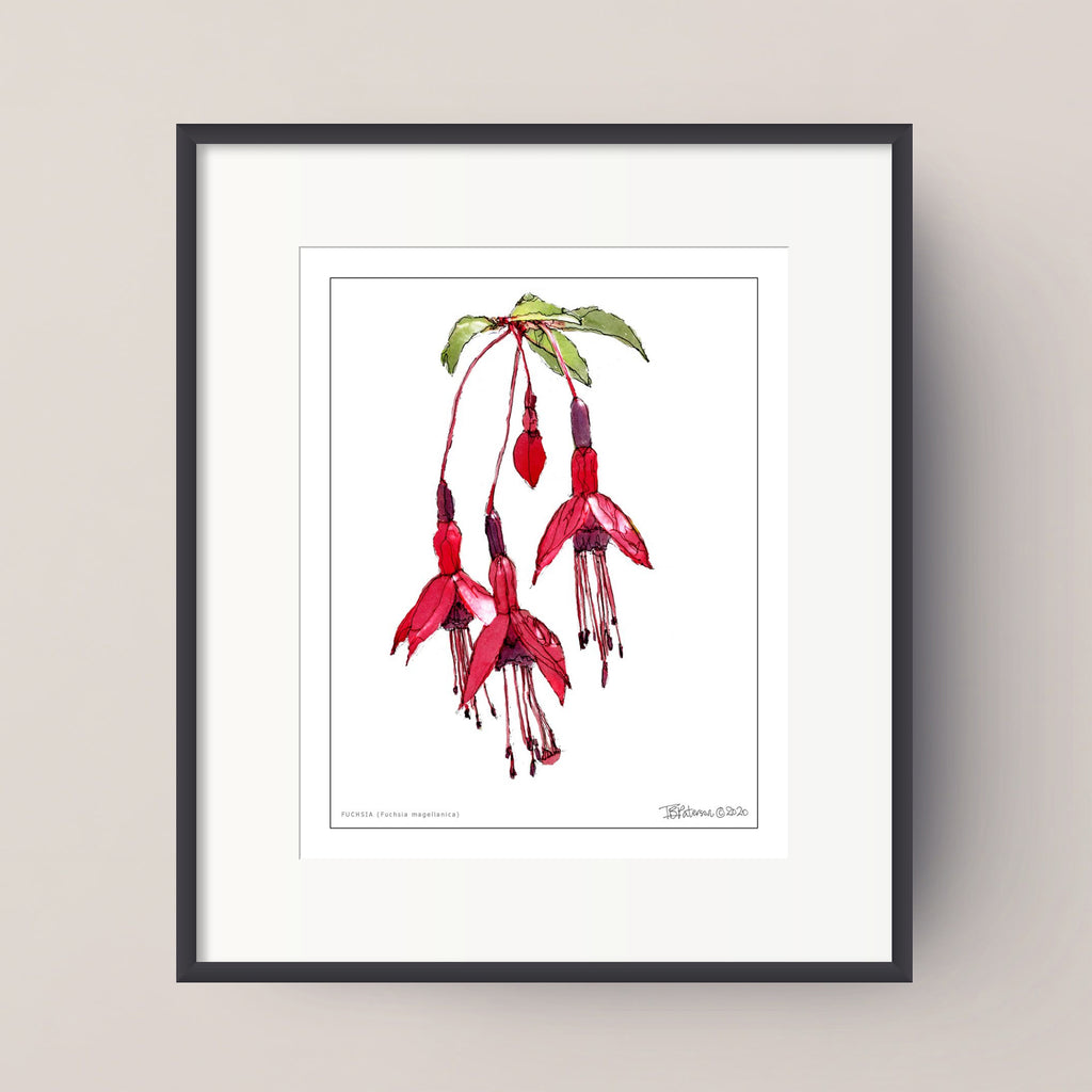 FUCHSIA (Fuchsia magellanica)