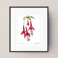 FUCHSIA (Fuchsia magellanica)