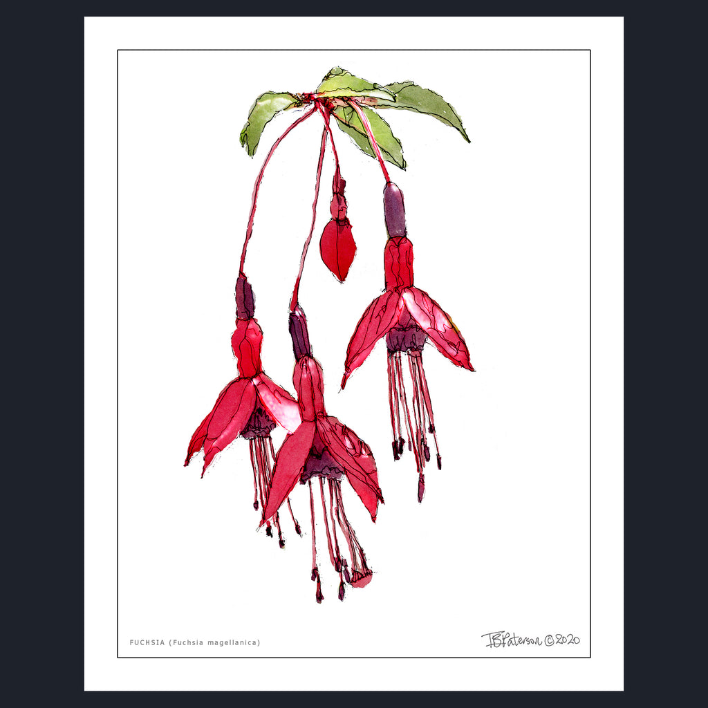 FUCHSIA (Fuchsia magellanica)