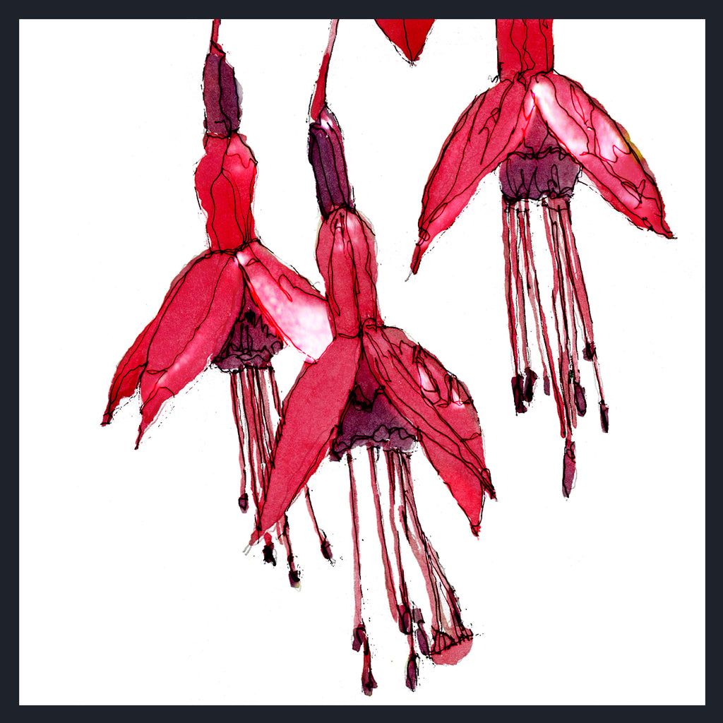 Watercolor-style illustration of three red fuchsia flowers with dark purple centers and long hanging stamens on a white background, framed by a thin dark border.