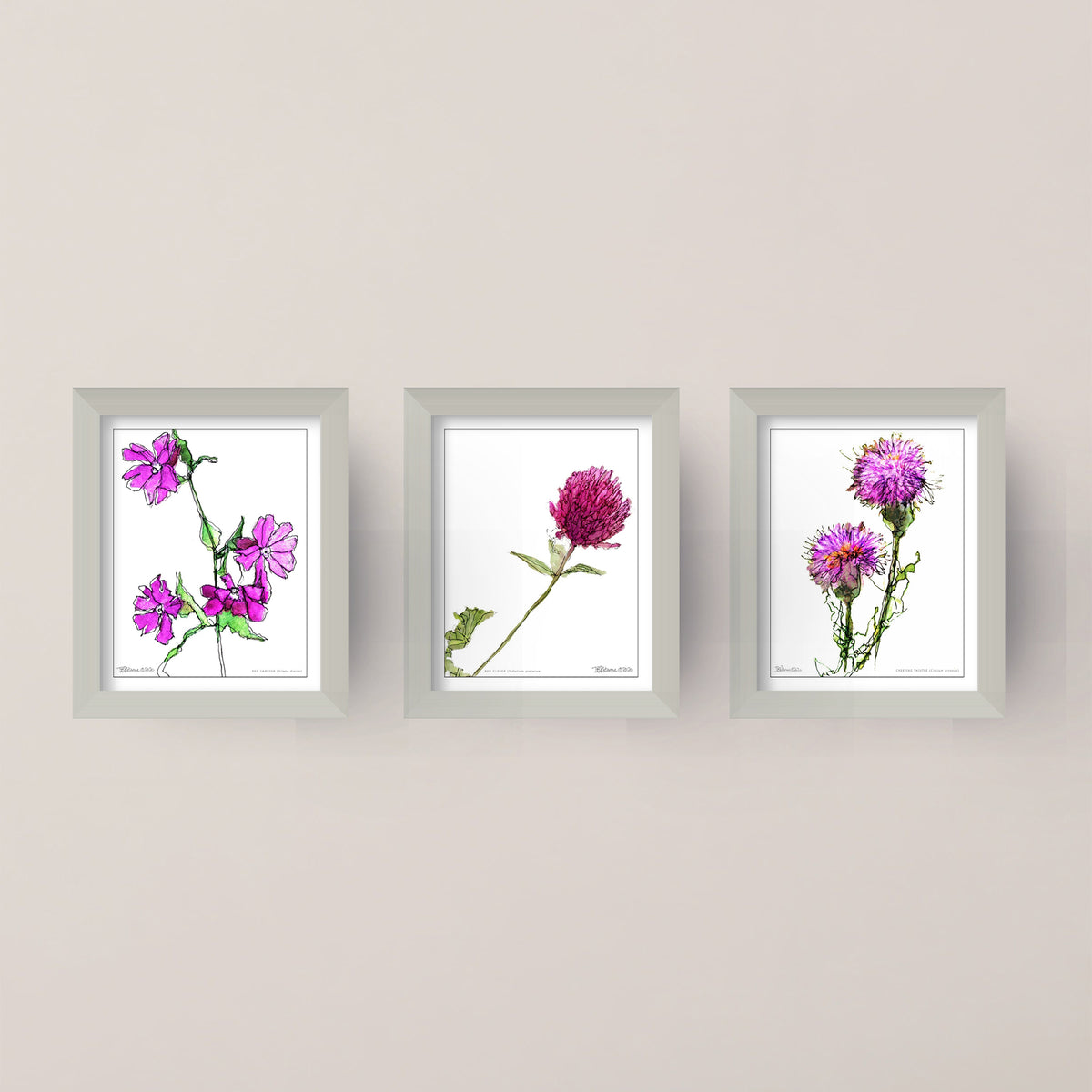 RED CAMPION (Silene dioica)