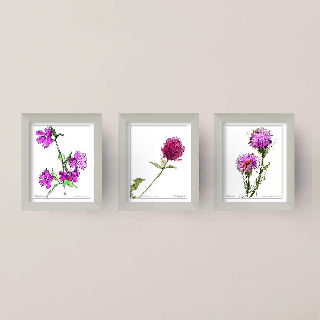 CREEPING THISTLE (Cirsium arvense)