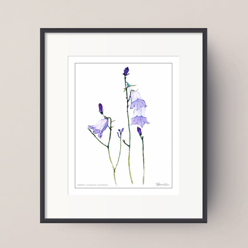 HAREBELL (Campanula rotundifolia)
