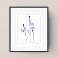 HAREBELL (Campanula rotundifolia)