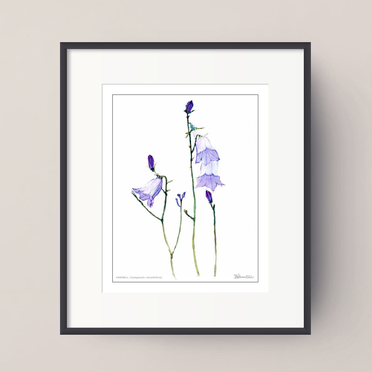 HAREBELL (Campanula rotundifolia)
