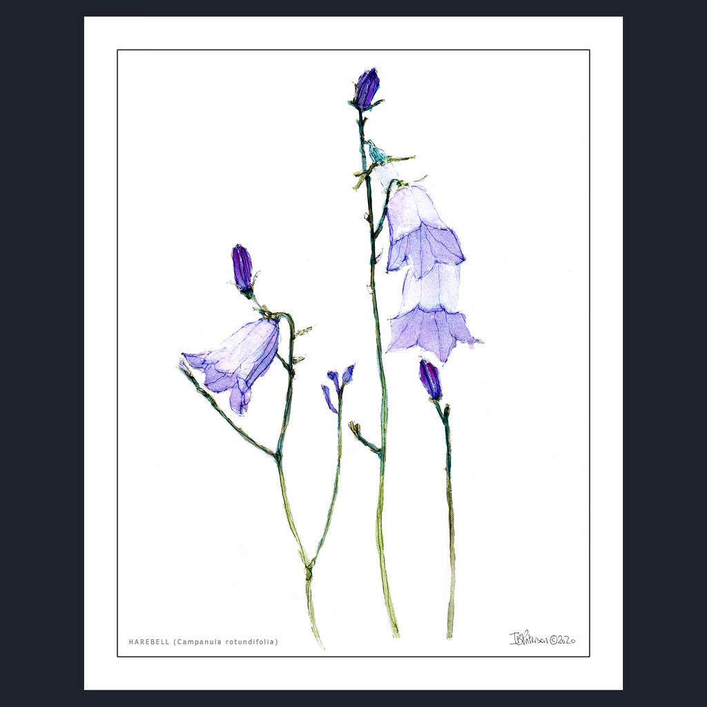 HAREBELL (Campanula rotundifolia)