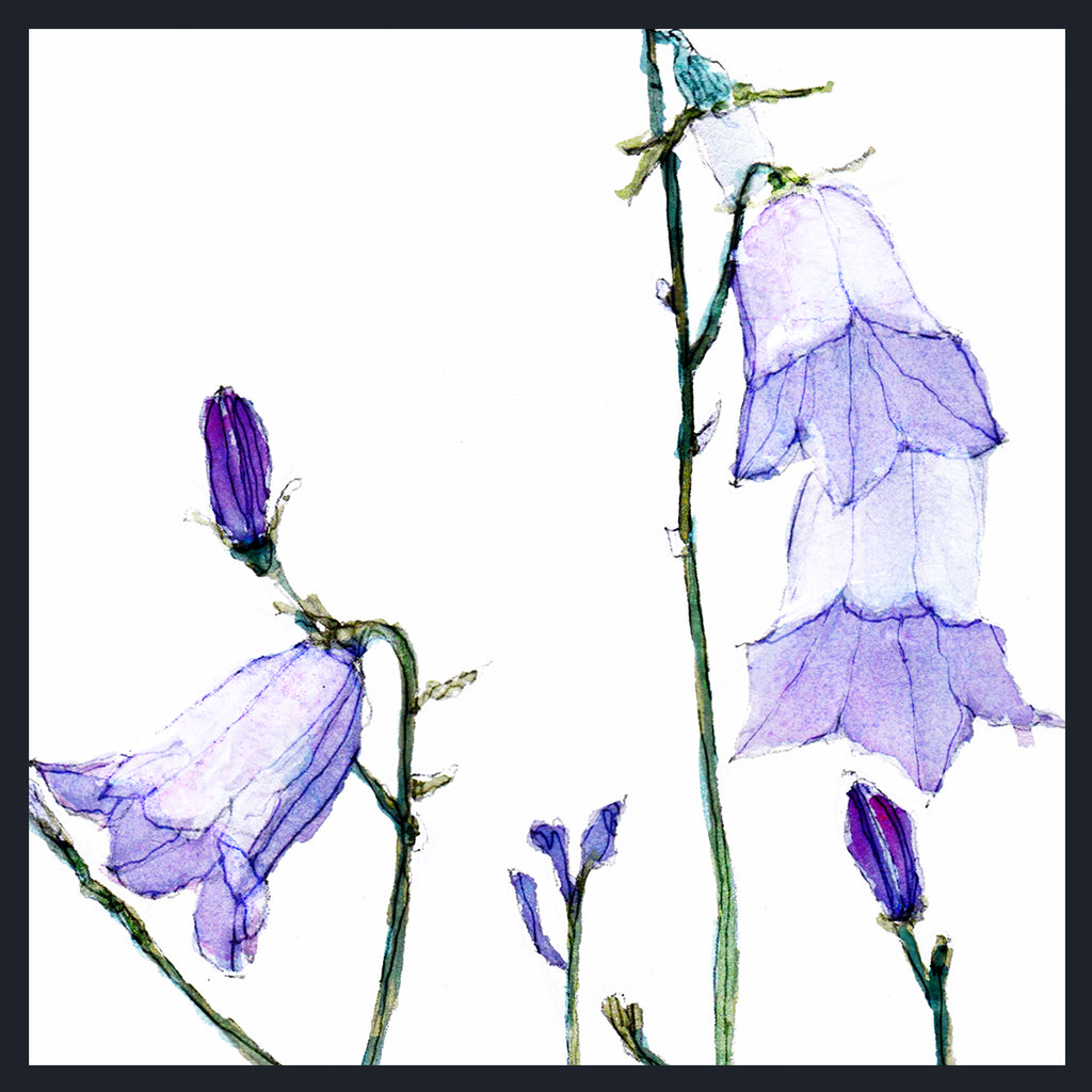 Watercolour painting of purple Harebell (Campanula rotundifolia) flowers on a white background with a thin dark border.