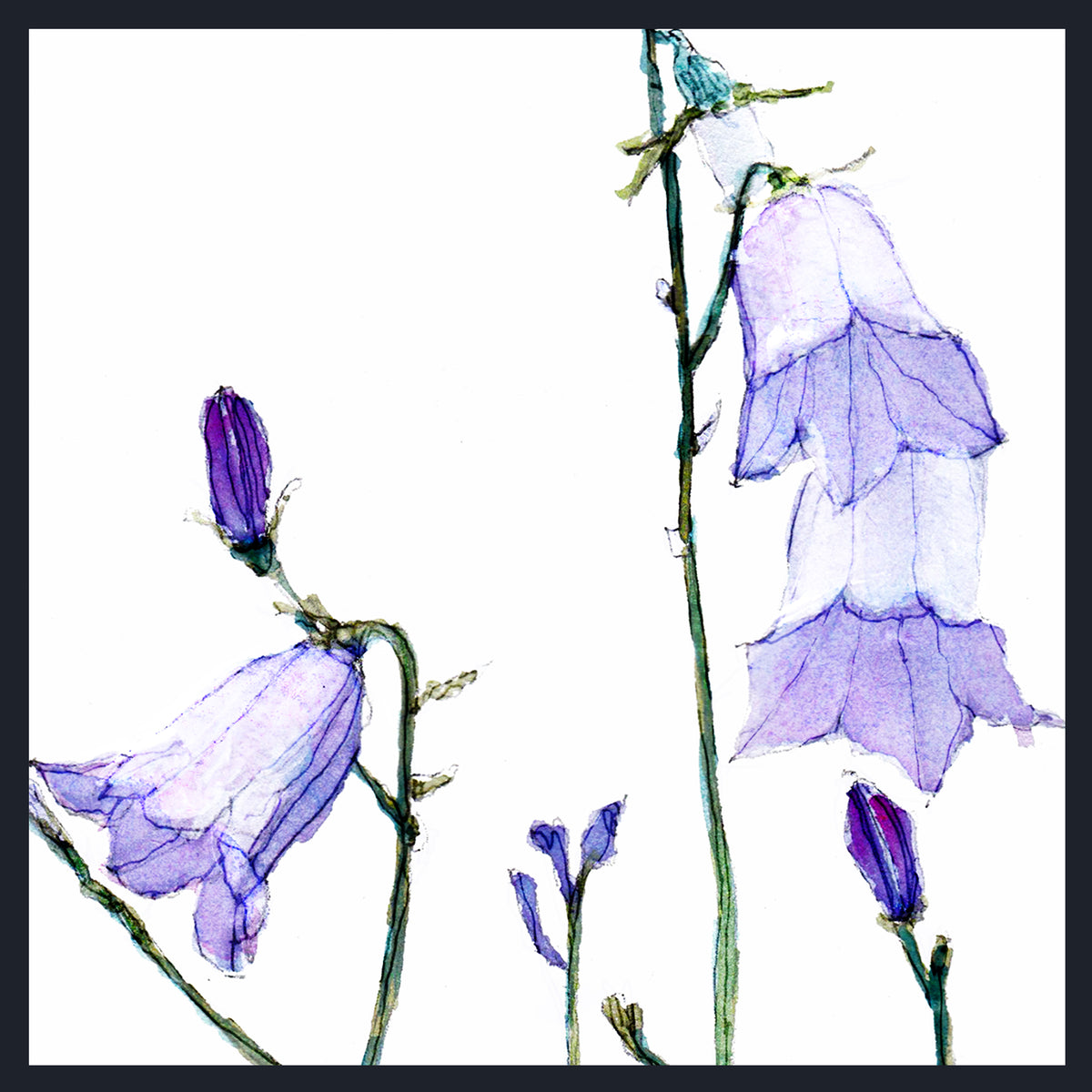 Watercolour painting of purple Harebell (Campanula rotundifolia) flowers on a white background with a thin dark border.