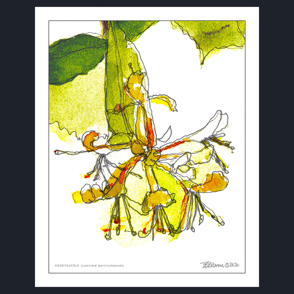 HONEYSUCKLE (Lonicera periclymenum)