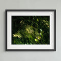 A framed art print featuring an abstract, dark green and black photograph of grasses with bright light highlights, presented in a black frame with a white mat against a light gray wall.