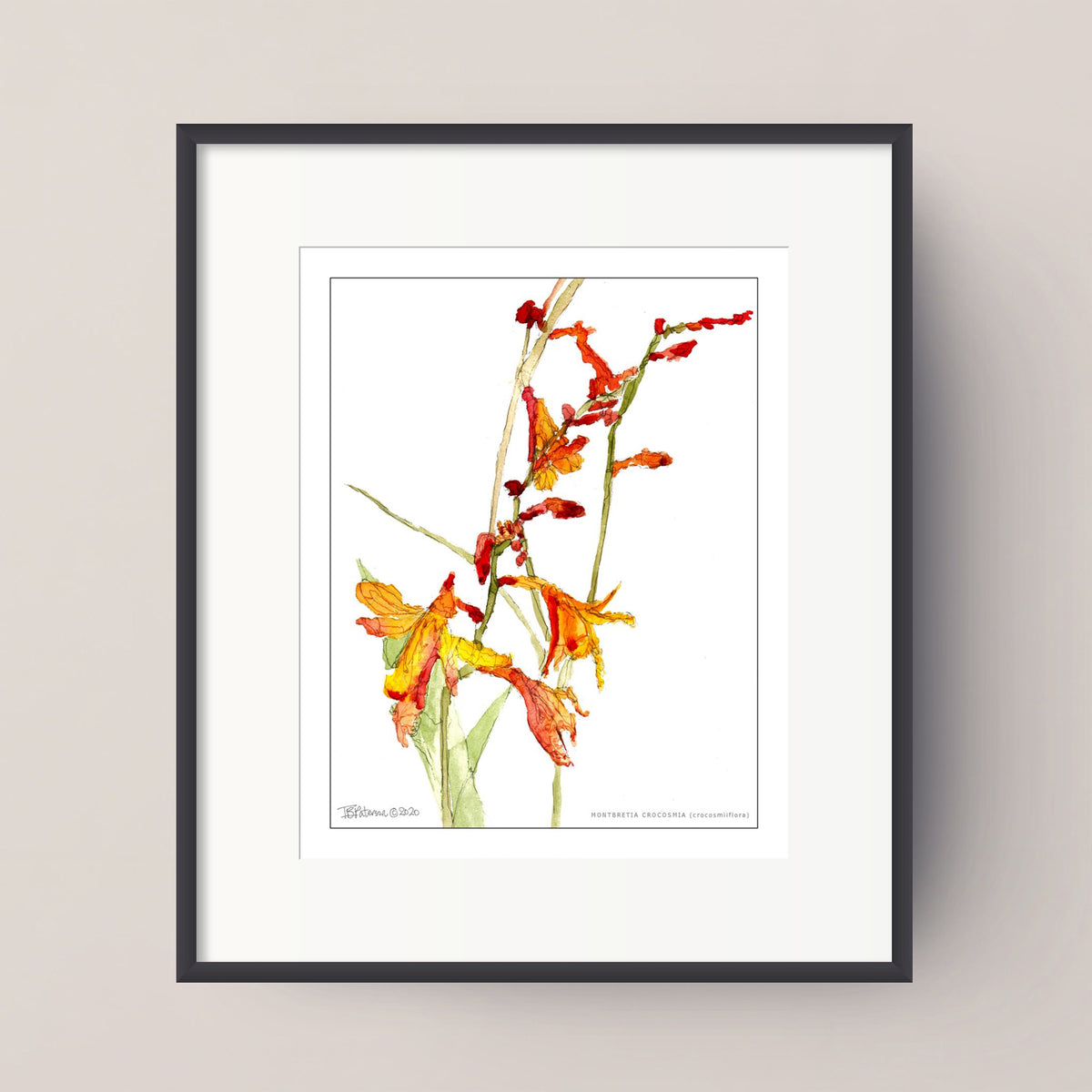 MONTBRETIA CROCOSMIA (crocosmiiflora)