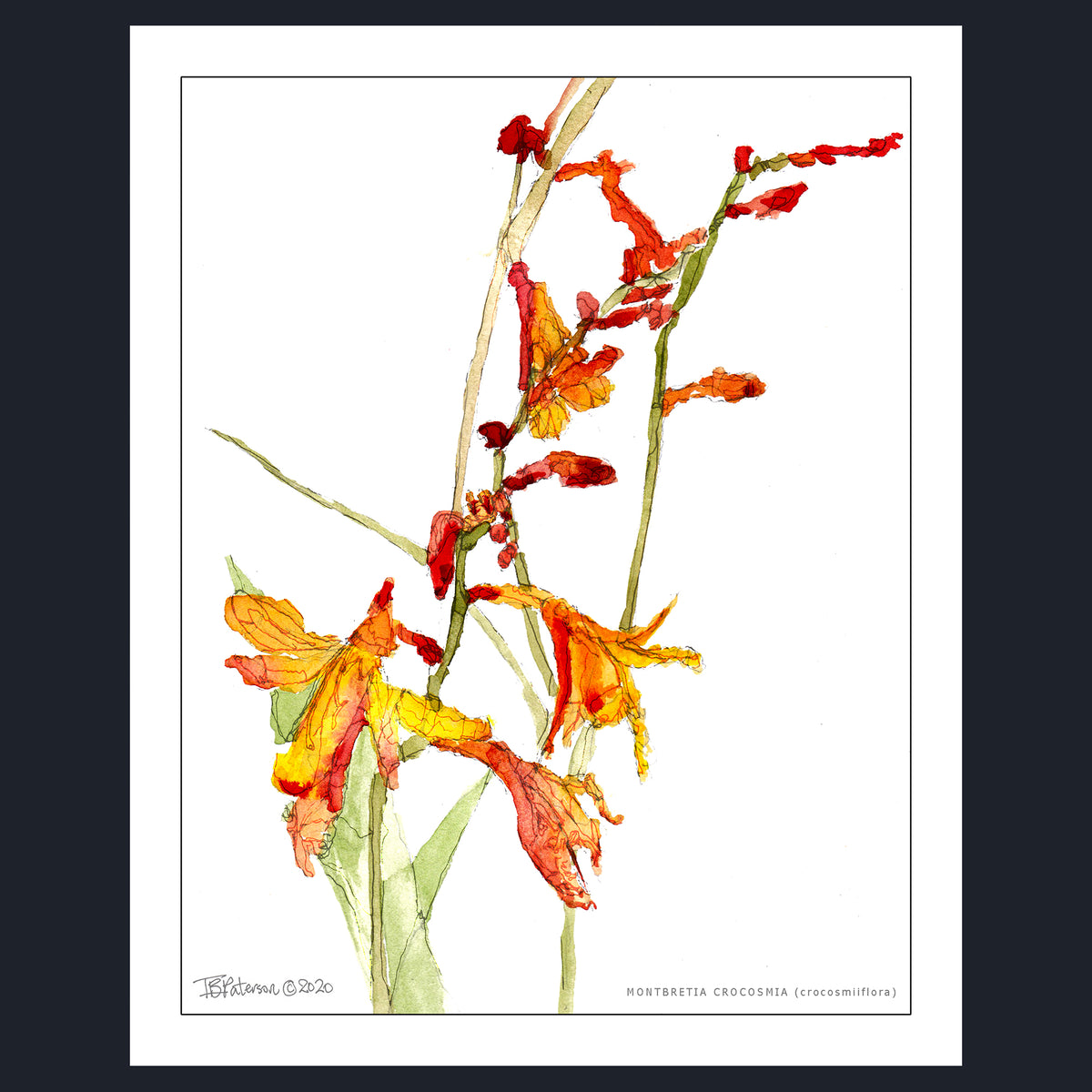 MONTBRETIA CROCOSMIA (crocosmiiflora)