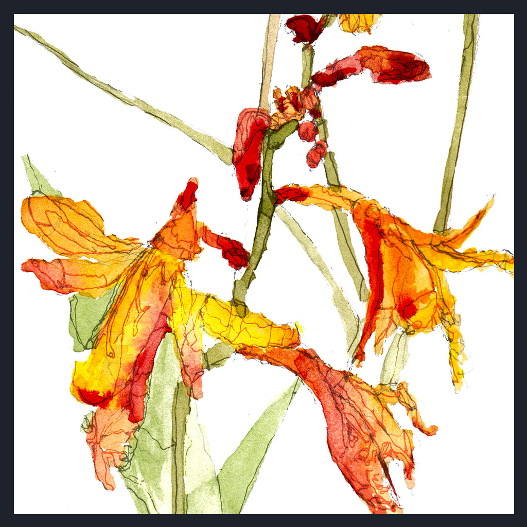 Watercolour painting of Montbretia Crocosmia orange and yellow flowers with green stems on a white background, framed by a thin dark border.