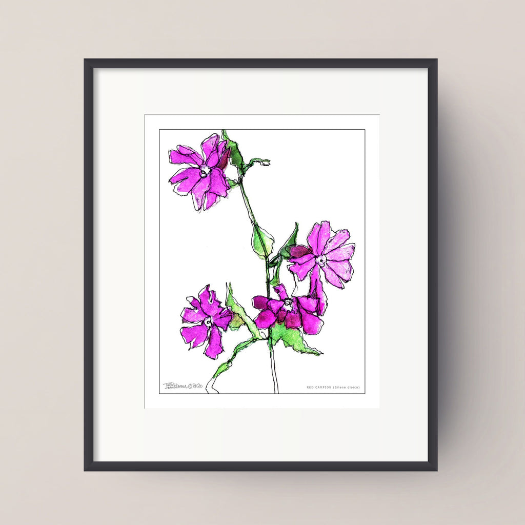 RED CAMPION (Silene dioica)