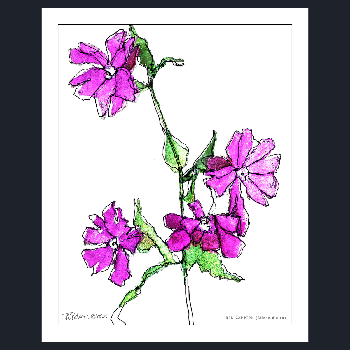 RED CAMPION (Silene dioica)