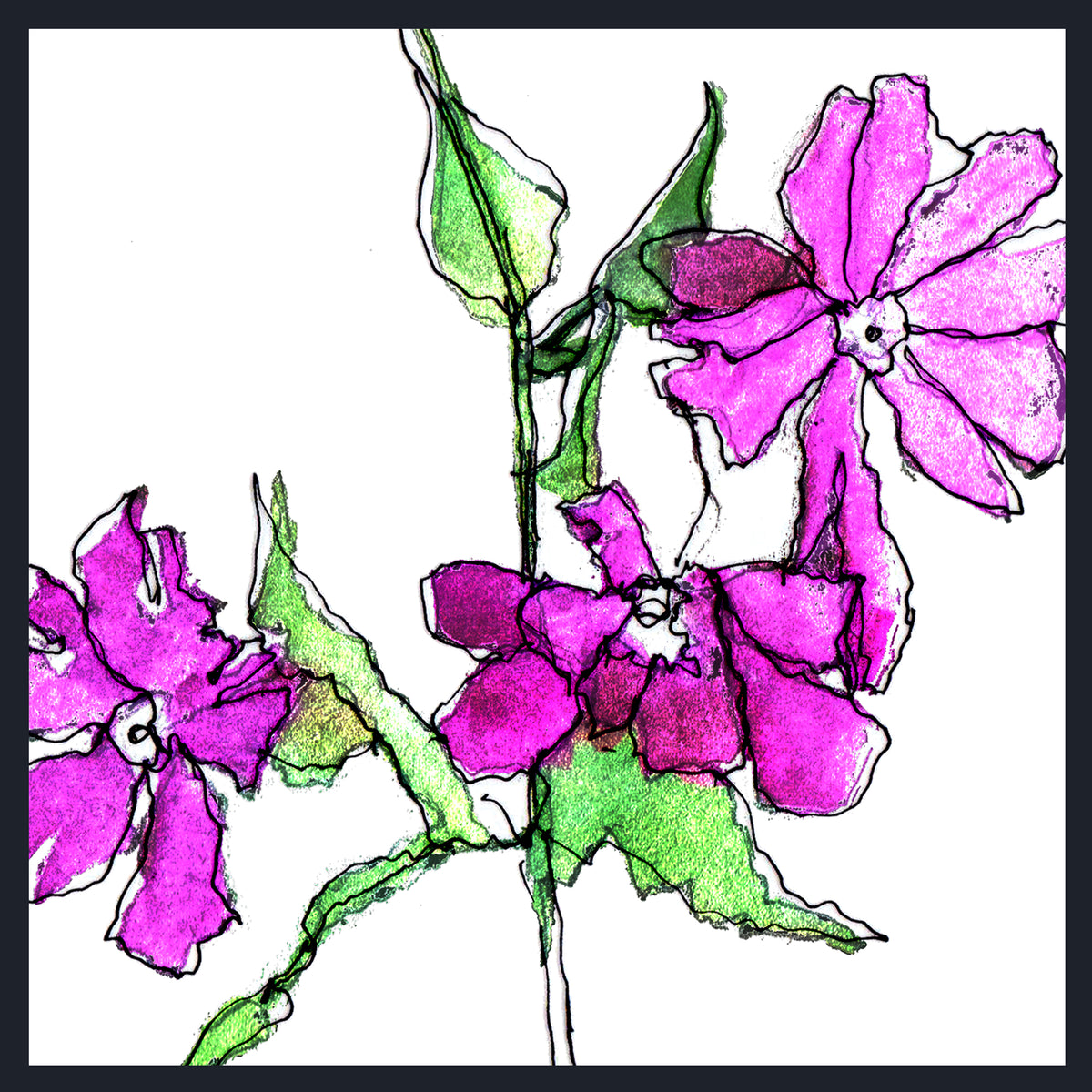 A stylised floral artwork showing three magenta-purple flowers and green leaves of Red Campion (Silene dioica)on a white background, framed by a dark border.