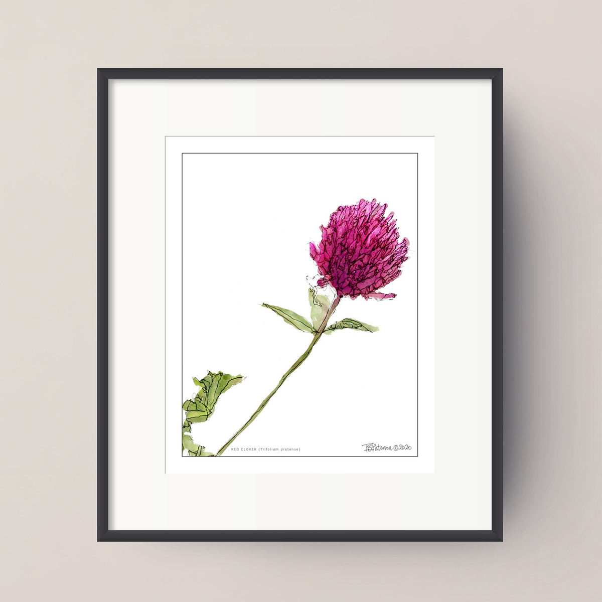 RED CLOVER (Trifolium pratense)