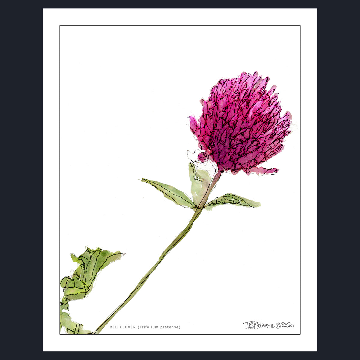 RED CLOVER (Trifolium pratense)