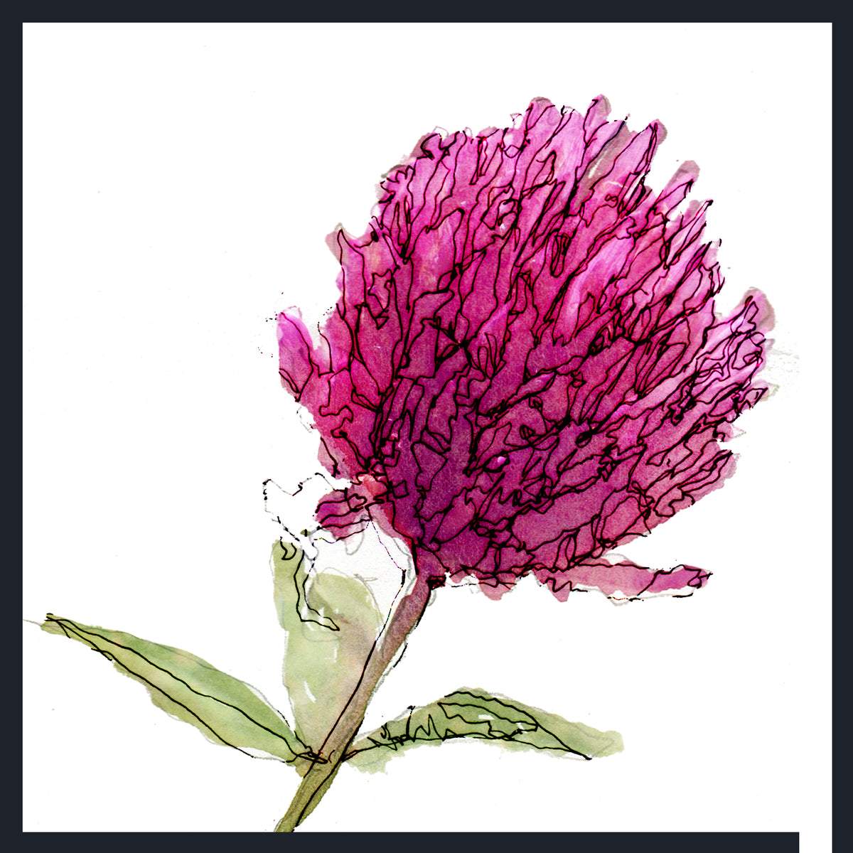 Watercolour-style botanical artwork of a single pink-purple Red Clover (Trifolium pratense) with green leaves on a white background, framed by a dark border.