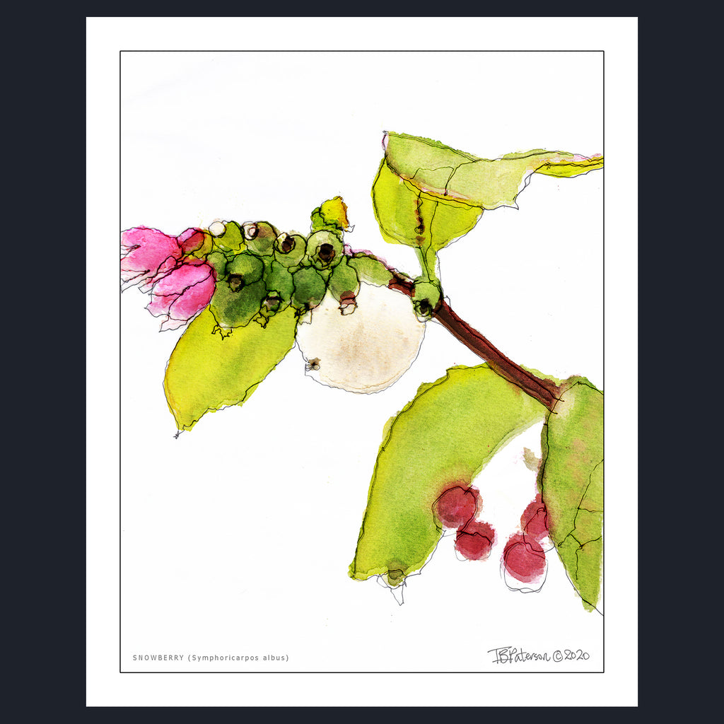 An unframed botanical art print featuring a mixed-media illustration of snowberry branches with green leaves, pink flowers, and berries on a white background, framed by a dark border.
