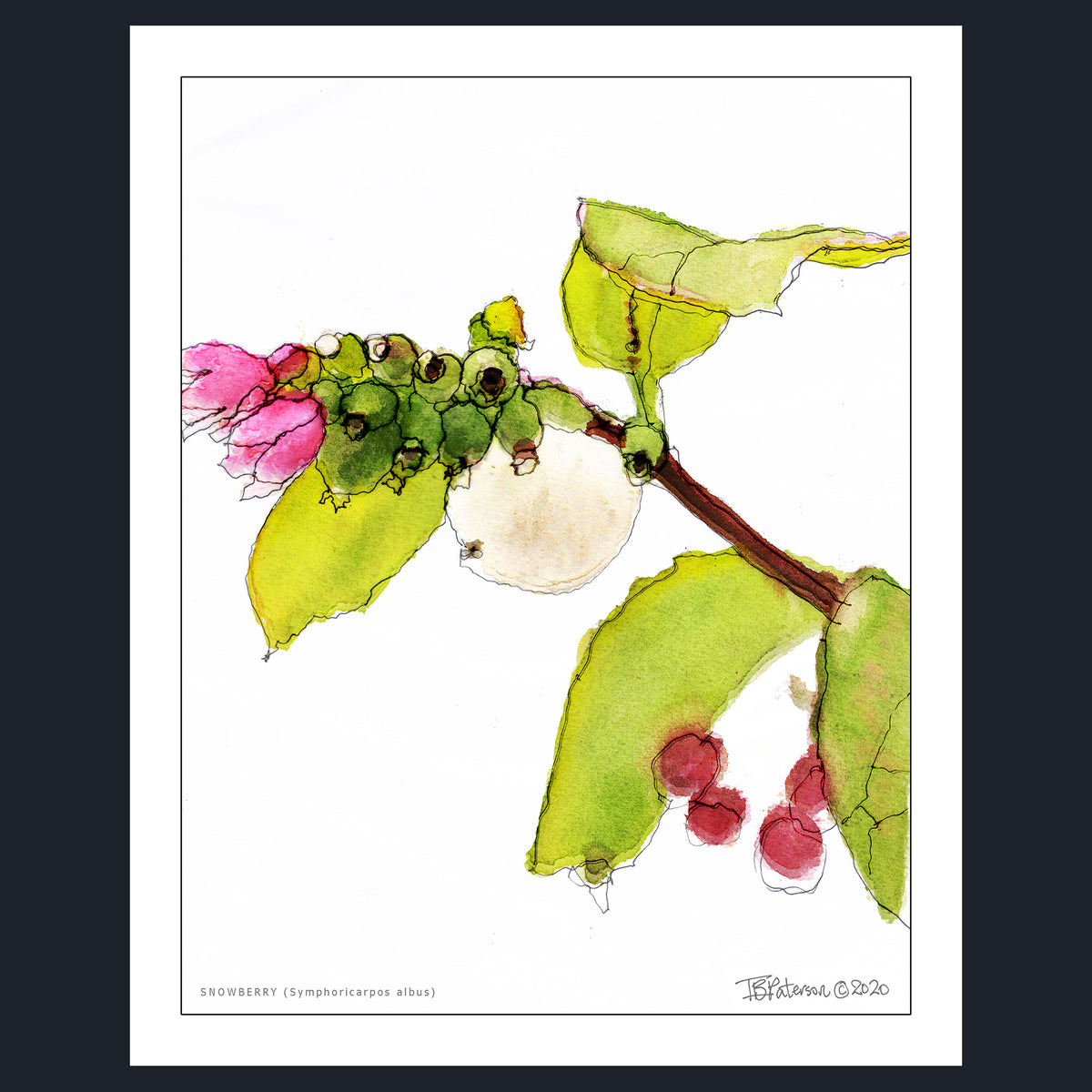 An unframed botanical art print featuring a mixed-media illustration of snowberry branches with green leaves, pink flowers, and berries on a white background, framed by a dark border.