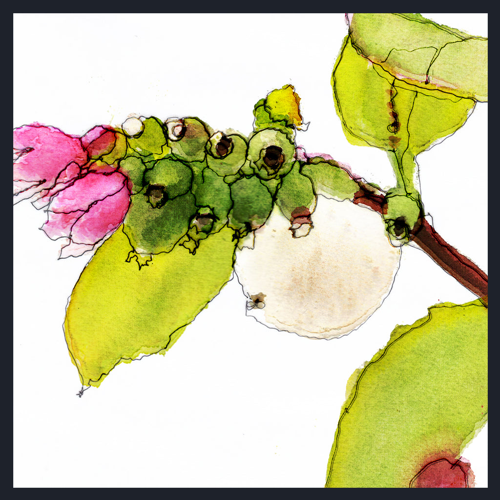 Watercolour botanical artwork showing a Snowberry's green leaves, pink blossoms, and a white oval fruit on a white background with a dark border.