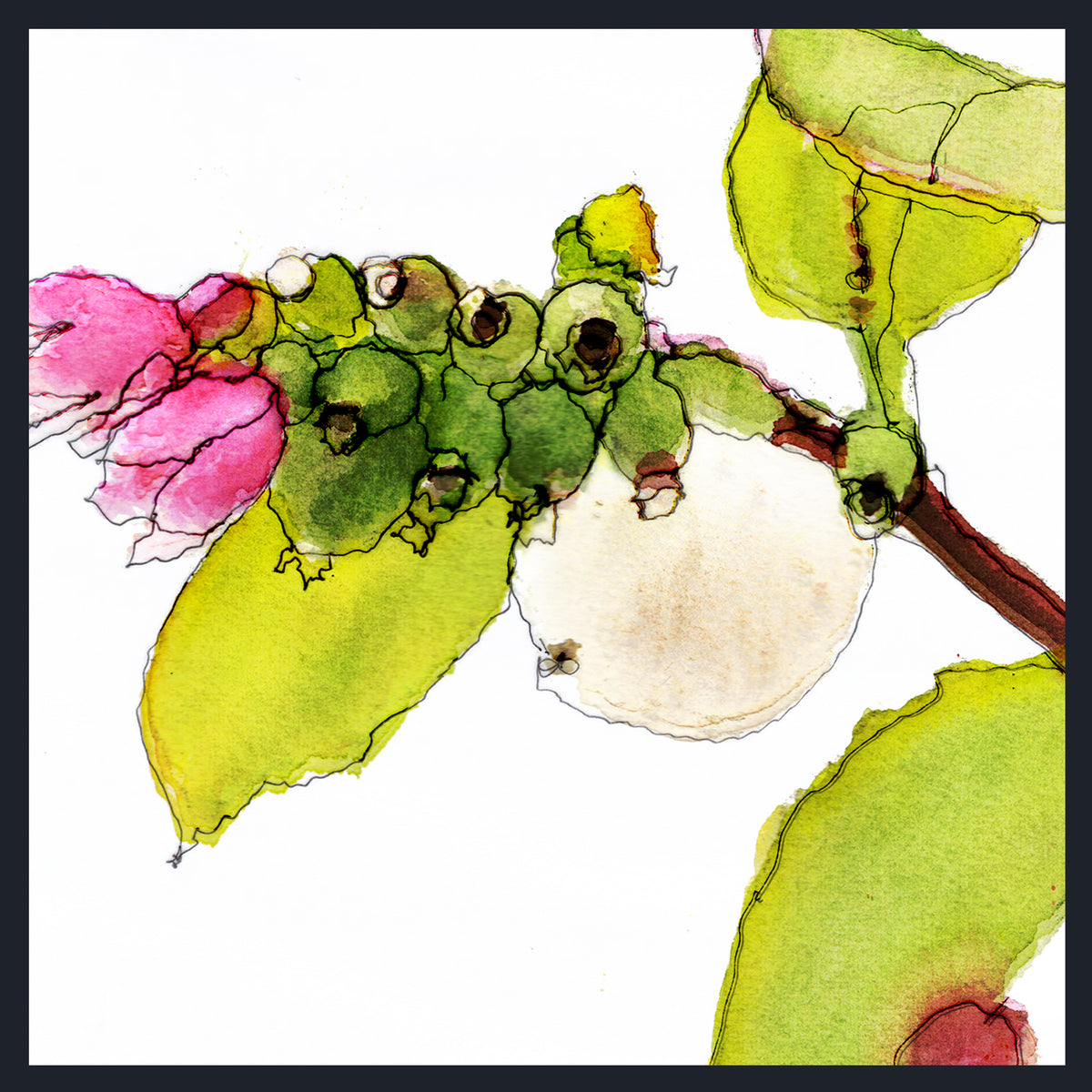 Watercolour botanical artwork showing a Snowberry's green leaves, pink blossoms, and a white oval fruit on a white background with a dark border.