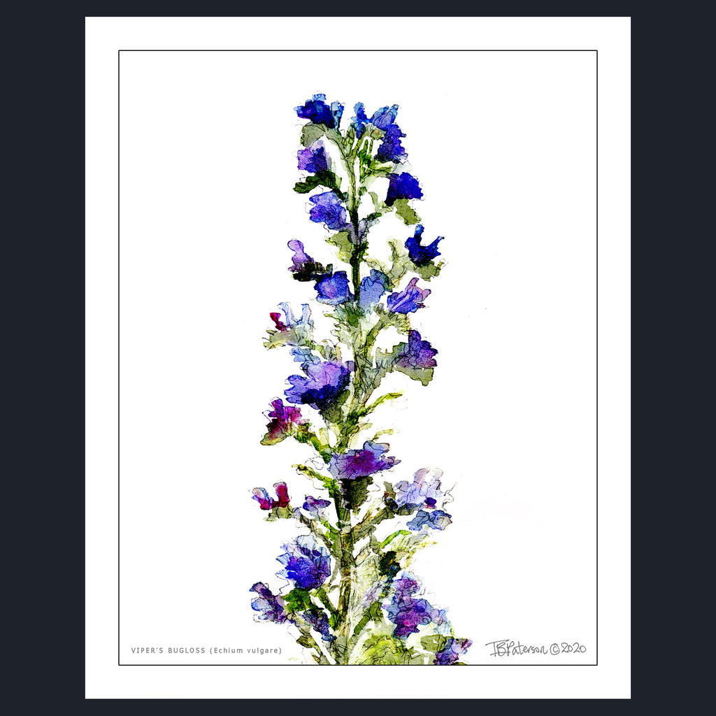 An unframed vertical mixed-media art print of a Viper's Buckloss (Eustoma vulgaris) flower stalk, featuring blue, purple, and green hues on a white background with a thin black border.