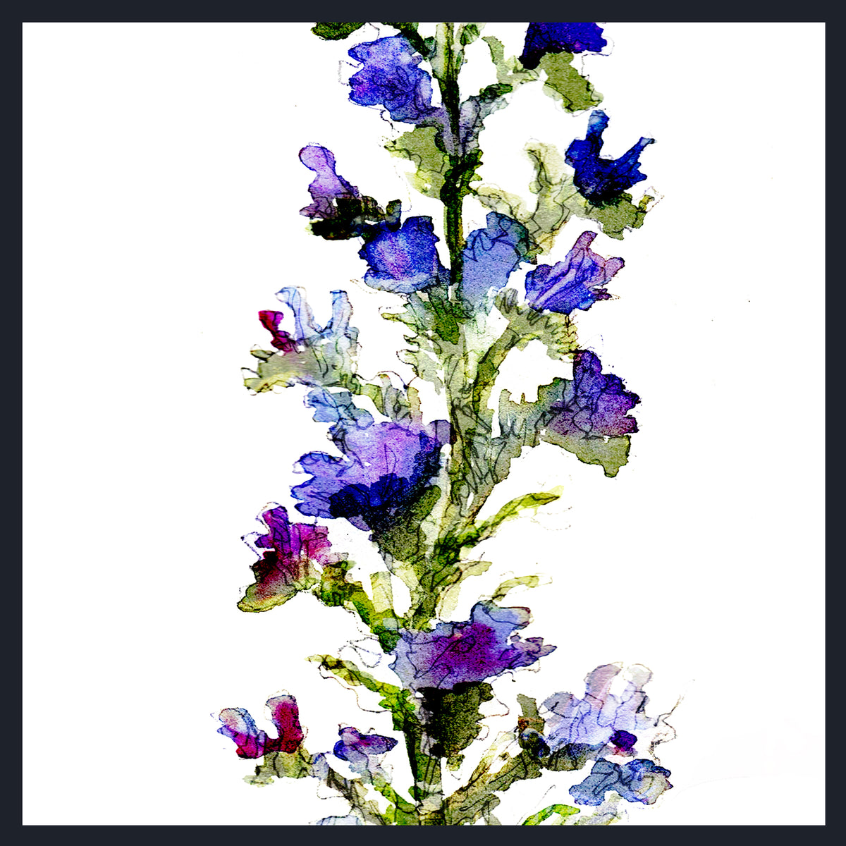 Watercolor-style botanical artwork of a flowering stem with purple, blue, and pink blossoms and green leaves on a white background, framed by a dark border.